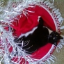 dexter-xmas-ad28e290d97a74fbfce20bf64d3cf0cd0ec79a16