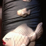 chalkware-fishies