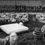 Mel-Brown-furniture-sheep-ad