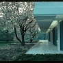 Miller-House-tree-blossoms