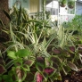 front-yard-ff6708c233f2b22987532e810663dfeb3d9dcbdf