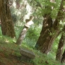 frelinghuysen-morris-statue-under-trees