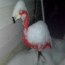 0912snowflamingo-e92f156beb450e0d13b1ffcd2e5b973a772fb2a4