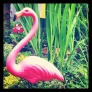 flamingo-590a878909f427d52efcfc85ce0882389010405e