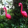 flamingoes-58a4ede6d06a1c6559c93cb6ec08cbac60a78b63