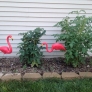 flamingos-96f3bc82b6eacb822e7a173bcf3bd9167b0dd7e9