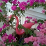 peeking-out-from-bouganvillea-3bb5ddd0b252be00e928b902df0f5c41ee13d03c
