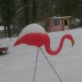 snow-pink-flamingo-f43a0de97347dac11b0b639d719ab23c805c7dac