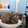 vintage-chair-with-lola-the-cat-from-zane