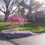 100_3826 Landscaping with spring-flowering trees and perennials. (Much better planned than what you usually see, I hate to say.)