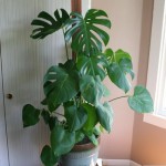 Split-leaf Philodendron - a must have.