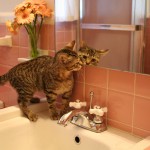 pink-cat