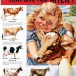 holstein-cows