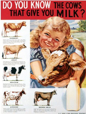 holstein dairy cow. holstein-dairy-cows