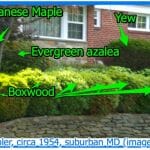 mid-century-garden