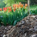 shredded-compost