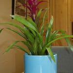 gainey ceramics cylinder planter