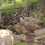 tree damage $$$
