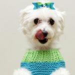 adorable white dog in adorable handmade sweater