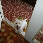 west highland terrier mcduff