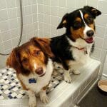 dog-shower-12