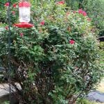 miss jeans rosebush