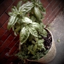 basil-and-thyme