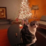 kitchkittymas-in-palm-springs-c5d225624a16a9f2f60267de9515cead80291f66