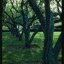 miller-house-trees