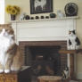 tommy-and-callie-on-box-table1-e7dc4c1d0d79617b1752745fc4c1abcacf78f259