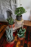 house plants for a mid century modern house