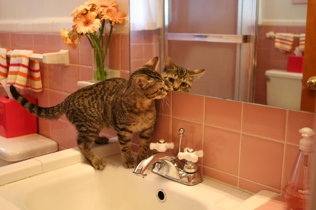 cat in pink bathroom