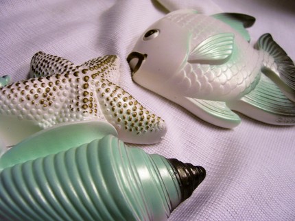 aqua fish and shell