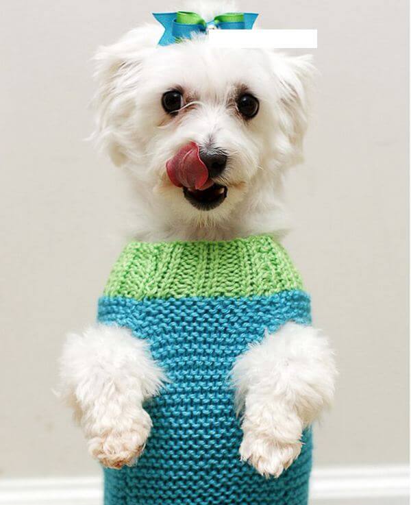 21 Dogs In Handmade Dog Sweaters Cute Cuter Cutest From Etsy