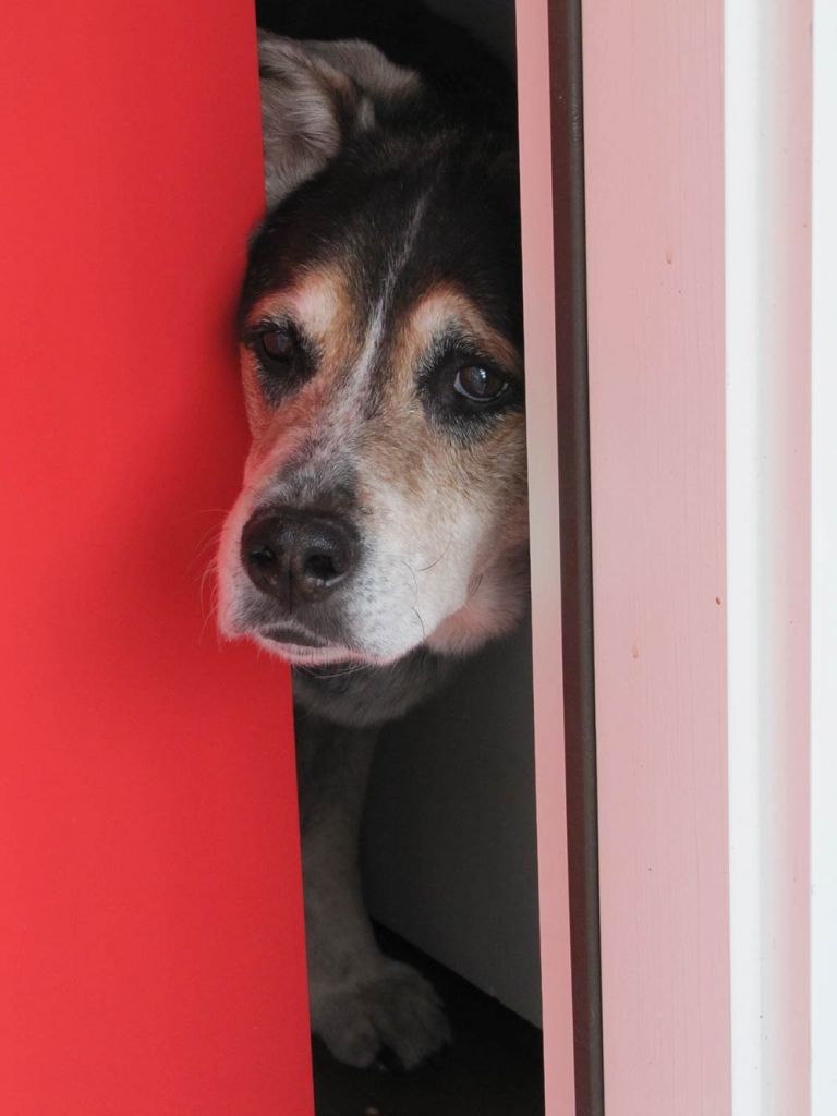 dog-peeking-out-of-door