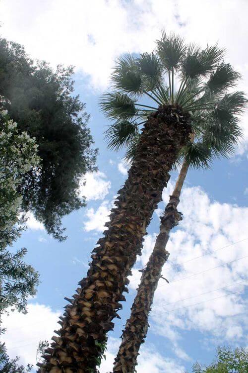 palm-tree
