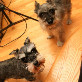 miniature schnauzers helping out