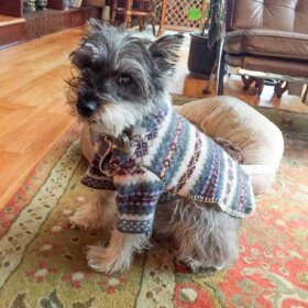 felted wool dog sweater