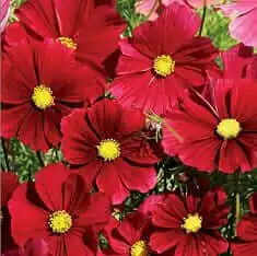 select seeds cosmos