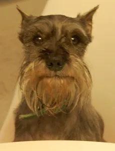 astro-the-miniature-schnauzer-extraordinaire