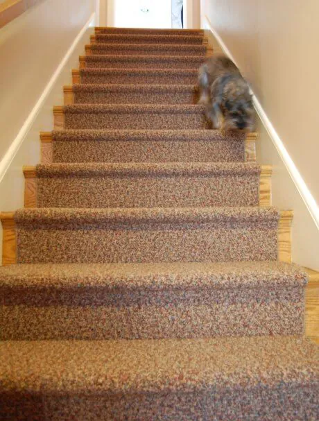 carpet-runner-makes-a-dogs-life-easier