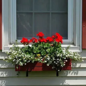 red-geraniums-in-a-window-box