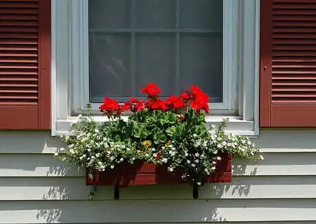 red-geraniums-in-a-window-box red-geraniums-in-a-window-box