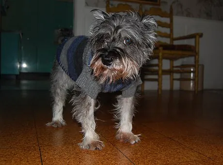 astro-in-a-handmade-sweater handmade dog sweater