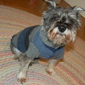 dog sweater
