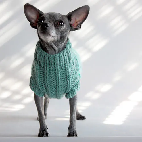 aqua-dog-sweater dog sweater