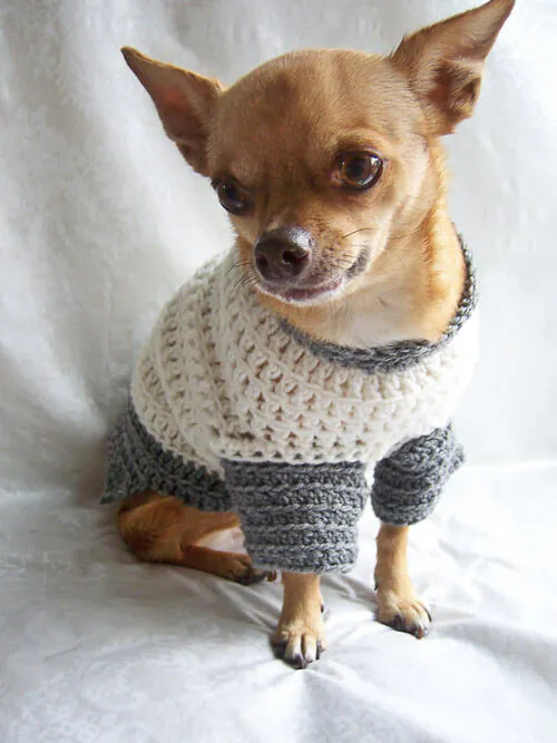 chihauhua-in-sweater handmade dog sweater evie the chihuahua