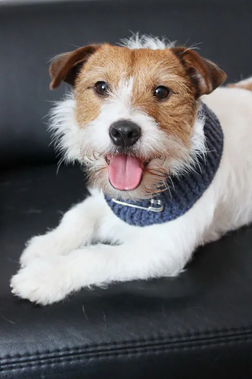 dog-scarf dog scarf
