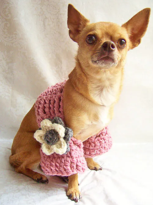 dog-shrug chihauhua in pink shrug