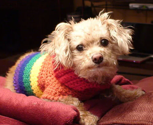 dog-sweater-rainbow doggay sweater